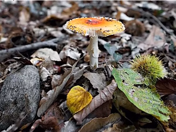 7 khám phá khoa học “động trời” do trẻ em tìm ra ảnh 6