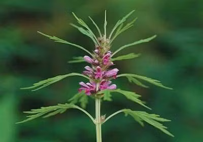 Cây ích mẫu - Vị thuốc của quý bà