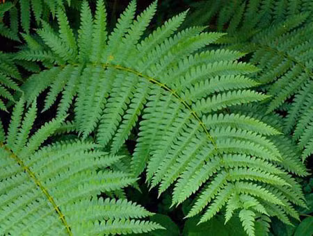 Loại cây có tác dụng hút khí độc trong nhà - Ảnh 5