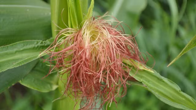 Giải độc gan bằng cây cỏ tự nhiên