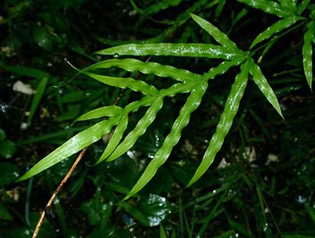 Loại cây có tác dụng hút khí độc trong nhà - Ảnh 3