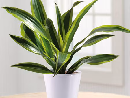 Loại cây có tác dụng hút khí độc trong nhà - Ảnh 1