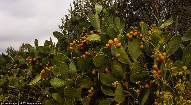 Vùng đất thiêng cấm phụ nữ và trẻ em 