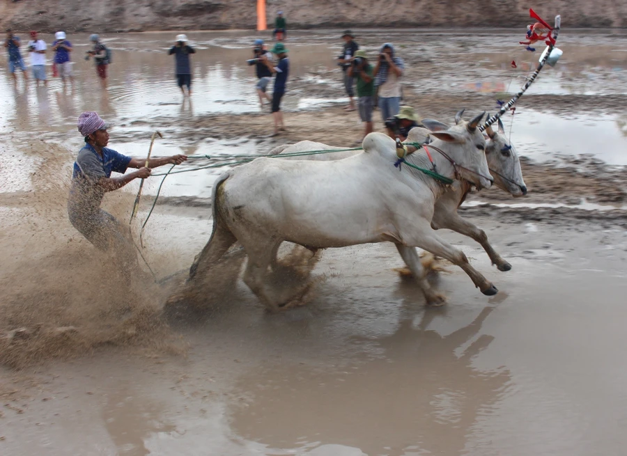 An Giang: Sôi nổi lễ hội đua bò