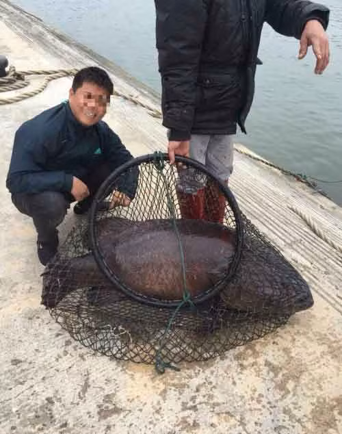 món ăn ngày tết, gây xôn xao, tết nguyên đán, nam thanh niên, Cộng đồng mạng, con cá, khoe, người, nhà, đến, đón món ăn ngày tết, gây xôn xao, tết nguyên đán, nam thanh niên, Cộng đồng mạng, con cá, khoe, người, nhà, đến, đón