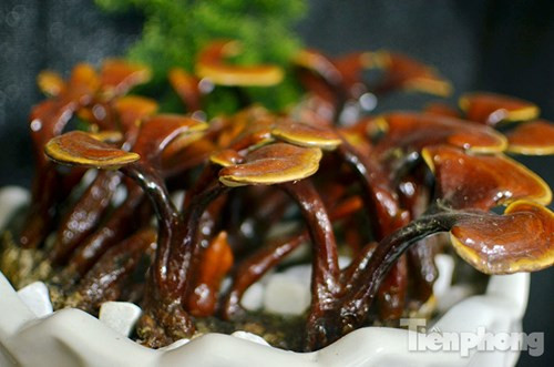 Quá đẹp nấm linh chi bonsai bạc triệu chơi Tết ảnh 5 Quá đẹp nấm linh chi bonsai bạc triệu chơi Tết