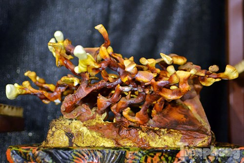 Quá đẹp nấm linh chi bonsai bạc triệu chơi Tết ảnh 6 Quá đẹp nấm linh chi bonsai bạc triệu chơi Tết