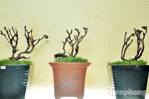 Quá đẹp nấm linh chi bonsai bạc triệu chơi Tết ảnh 13 Theo quan niệm nấm linh chi được biết đến là loài nấm quý, đẹp và độc đáo, được nhiều người chọn làm đồ trang trí trong nhà hay làm quà tặng, biếu trong dịp Tết.