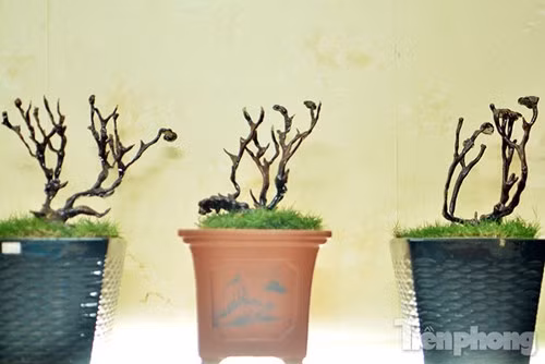  Theo quan niệm nấm linh chi được biết đến là loài nấm quý, đẹp và độc đáo, được nhiều người chọn làm đồ trang trí trong nhà hay làm quà tặng, biếu trong dịp Tết. 
