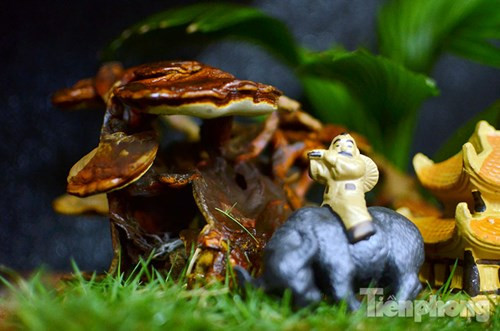 Quá đẹp nấm linh chi bonsai bạc triệu chơi Tết ảnh 3 Quá đẹp nấm linh chi bonsai bạc triệu chơi Tết