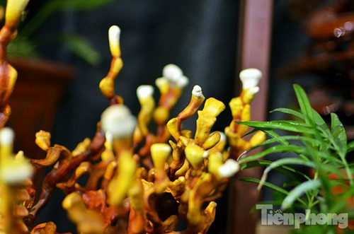 Quá đẹp nấm linh chi bonsai bạc triệu chơi Tết ảnh 11 Những cây nấm linh chi bonsai được trồng trong chậu sứ, đất nung...