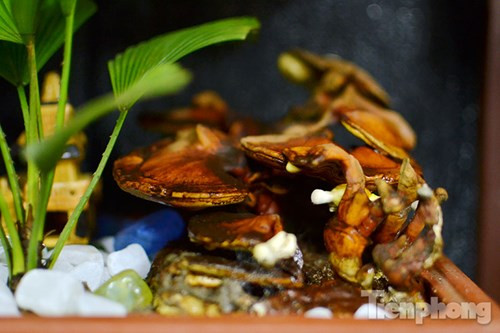 Quá đẹp nấm linh chi bonsai bạc triệu chơi Tết ảnh 2 Những cây nấm linh bonsai sừng hươu có giá rẻ hơn những loại nấm linh chi bonsai thế tùng,...