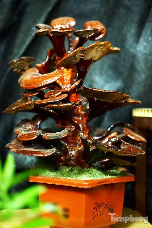 Quá đẹp nấm linh chi bonsai bạc triệu chơi Tết ảnh 9 Một cây nấm linh chi bonsai với nhiều tầng, tán rộng.
