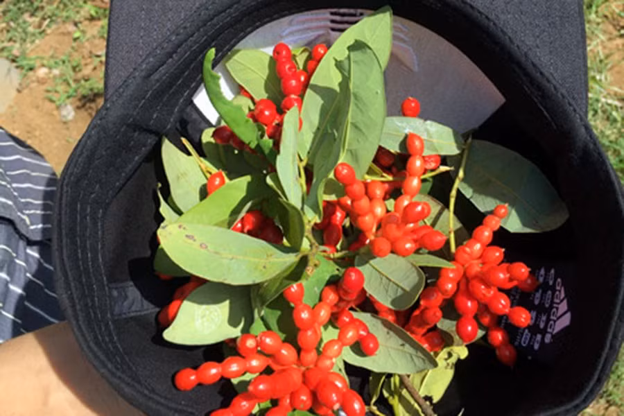 Quả chùm chày không mọc riêng lẻ mà thành từng chùm với số lượng tùy theo, ít thì từ 2-4 trái/chùm, nhiều từ 5-12 trái/chùm.