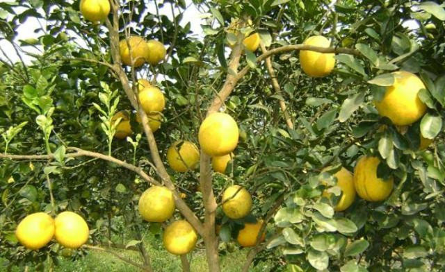 Bưởi không chỉ cho loại quả ngon mà còn có công dụng chữa bệnh rất hiệu quả.