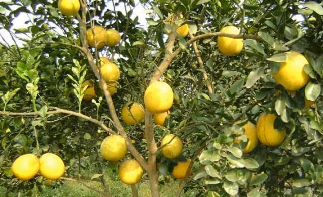 Bưởi không chỉ cho loại quả ngon mà còn có công dụng chữa bệnh rất hiệu quả.