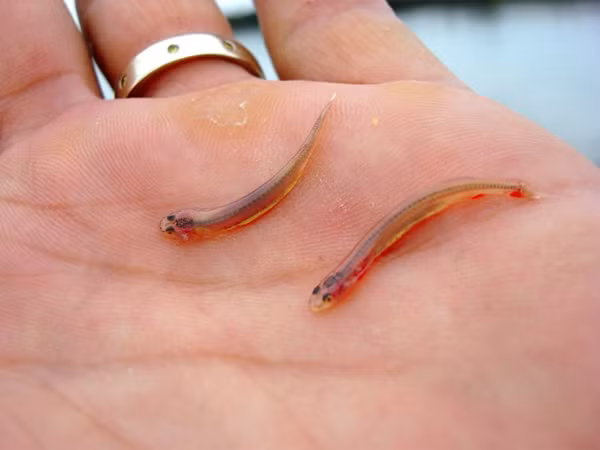 5 loài động vật nhỏ bé nhưng đáng sợ vô cùng ảnh 2