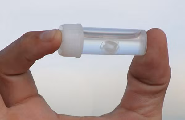 5 loài động vật nhỏ bé nhưng đáng sợ vô cùng ảnh 4