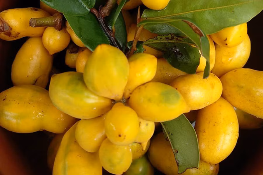 Khi đậu quả, trái dủ dẻ rừng có vỏ màu vàng ươm, căng mọng và vị ngọt thanh.