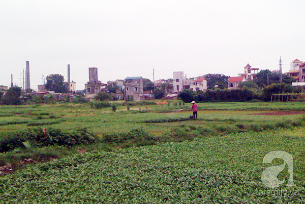 rau muống rau muống