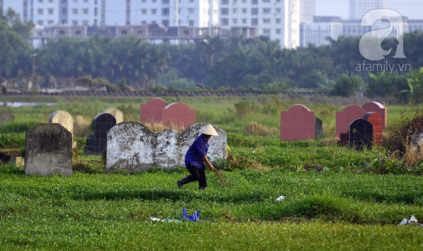 rau muống rau muống
