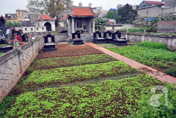 rau muống rau muống