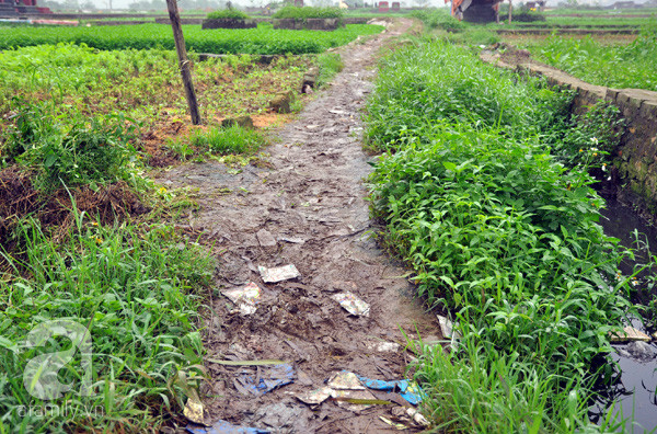 rau muống rau muống