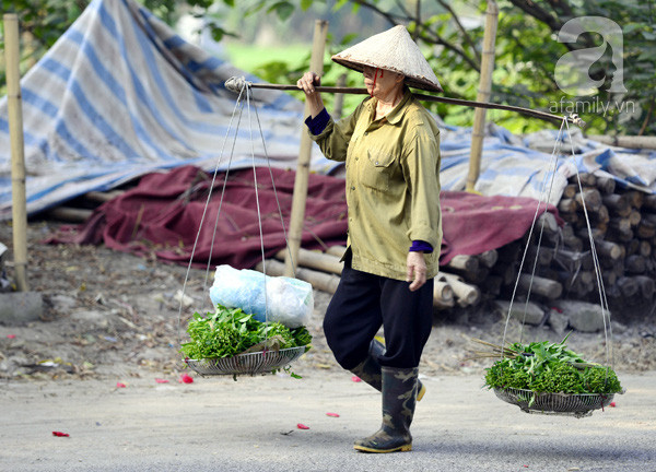 rau muống rau muống