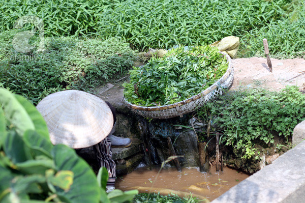 rau muống rau muống