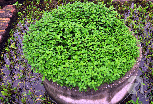 rau muống rau muống