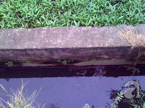 rau muống rau muống
