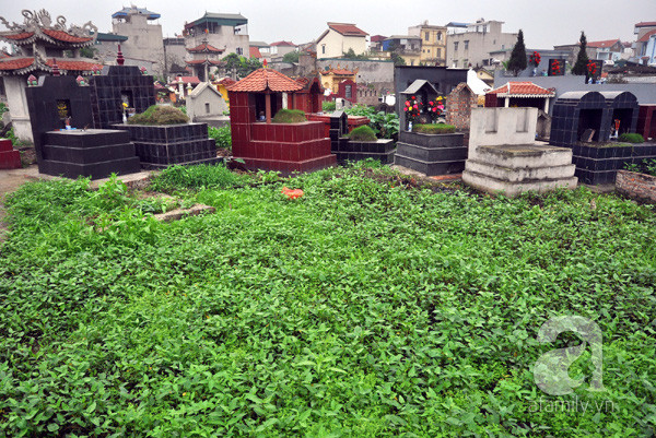 rau muống rau muống