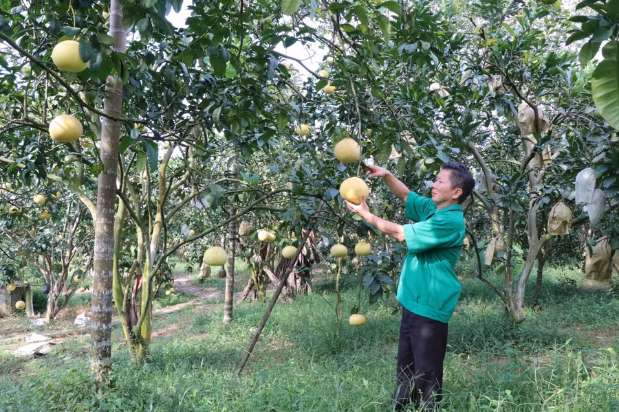 Đại Từ đang chuyển dịch cơ cấu kinh tế theo đúng định hướng góp phần nâng cao thu nhập cho người dân