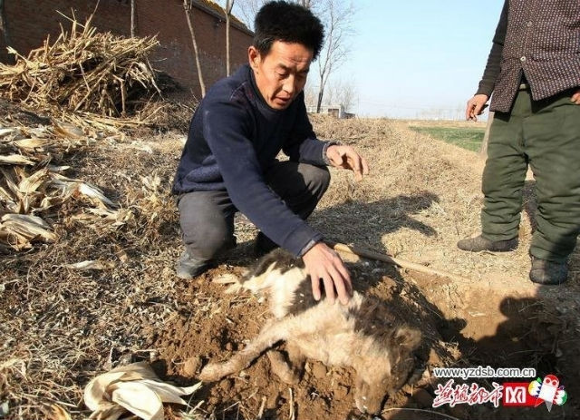 Sau khi những chú chó bị chết vì tẩm độc, những tên cẩu tặc sẽ lấy thịt chó này đem bán cho các nhà hàng. 3