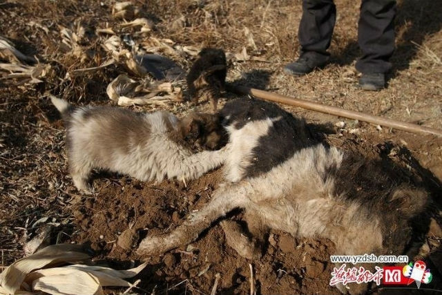 Những chú chó ăn phải cục xương có tẩm thuốc độc sẽ lăn đùng ra chết. 2