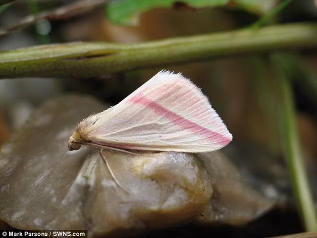 Năm 2014, số lượng bướm đêm Vesta tại Anh đạt đỉnh điểm. Chúng xuất hiện nhiều ở phía bắc Scotland và Bắc Ireland. Sải cánh trung bình của bướm Vesta là 2,8 cm.