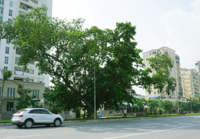 Trên đoạn Nhật Tân - Xuân La, một cây đa khác cũng được giữ lại. vanh-dai-nhat-tan-cau-giay8