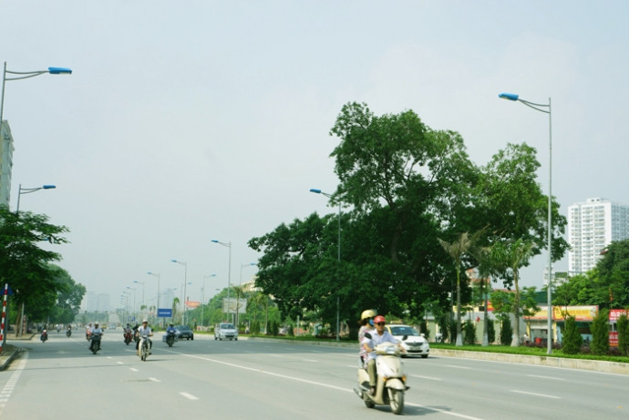 Cây đa này nằm ở dải phân cách giữa đường, không ảnh hưởng đến giao thông mà còn tạo cảnh quan xanh cho con đường. vanh-dai-nhat-tan-cau-giay9