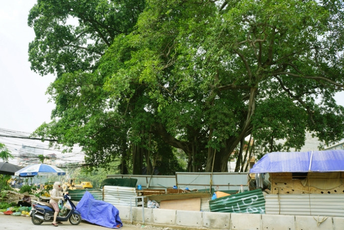 Theo ông Vũ Hà, Giám đốc Ban Quản lý dự án đầu tư đầu tư và phát triển giao thông đô thị (đại diện chủ đầu tư), đơn vị đã tính toán kỹ lưỡng việc bảo tồn những cây đa trong dự án này. vanh-dai-nhat-tan-cau-giay6
