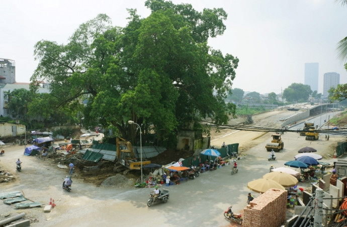 Trên đường vành đai 2, đoạn qua cổng làng Nghĩa Đô (Cầu Giấy) có một đây đa cao khoảng 25m, người dân tại đây cho biết cây đa này đã hơn 100 năm tuổi. vanh-dai-nhat-tan-cau-giay4