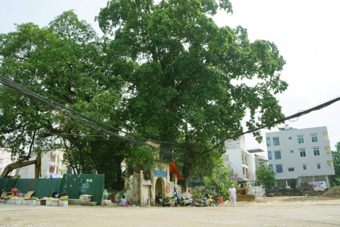 Cổng làng Nghĩa Đô xưa và cây đa nằm trong quy hoạch dự án đường vành đai 2. vanh-dai-nhat-tan-cau-giay5