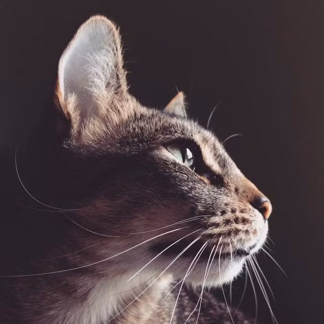 Loài mèo thực ra chẳng thèm quan tâm đến bạn đâu ảnh 1