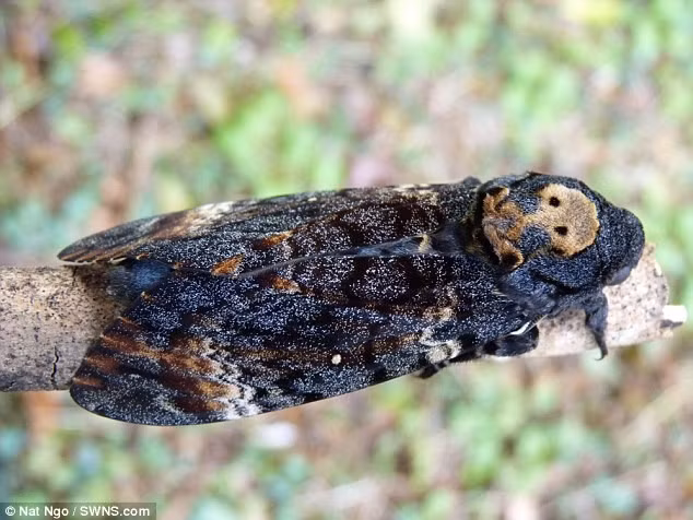 Bướm to bằng bàn tay hoành hành tại Anh