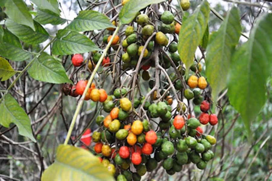 Dâu da xoan có phổ biến ở các vùng quê miền Bắc. Đối với trẻ em, quả của cây dâu da xoan là thức quà khoái khẩu nhất.