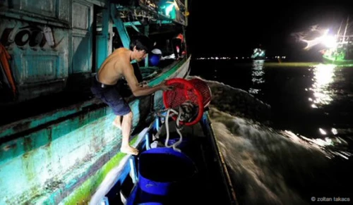 Người dân địa phương thu hoạch rắn biển về đêm trên các tàu câu mực. Ảnh: Zoltan Takacs.