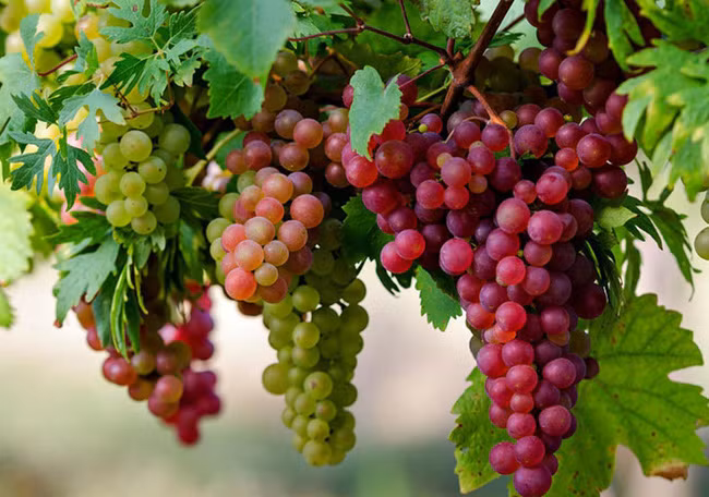 8 loại trái cây nhiều người ưa thích, nếu ăn vào buổi tối sẽ trở thành “độc dược” - Ảnh 3.