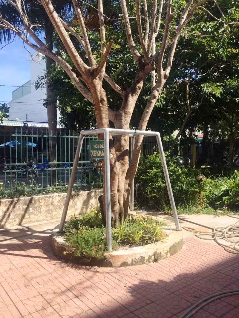 Trường THPT Bình Thủy bảo vệ cây xanh bằng trụ thép.