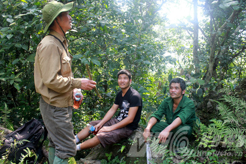 hổ dữ; Tuyên Quang hổ dữ; Tuyên Quang