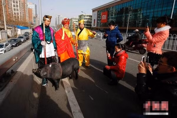 Kỳ quặc “thầy trò Đường Tăng” dắt lợn trên phố