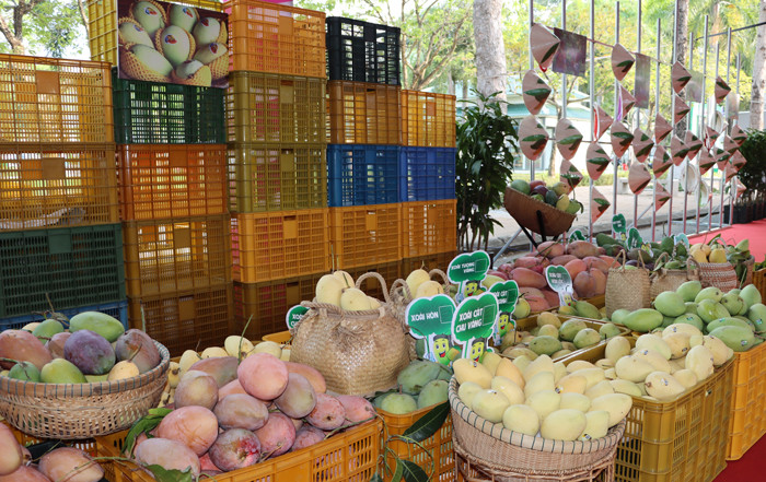 "Bộ sưu tập" có hơn 10 giống xoài ngon trưng bày tại lễ hội. "Bộ sưu tập" có hơn 10 giống xoài ngon trưng bày tại lễ hội.